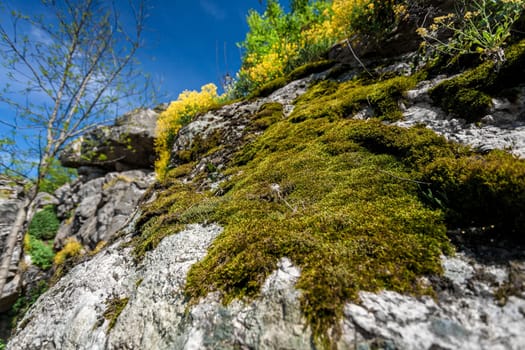 Closeup photo of moss growing on mountain