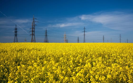 Landscape of high voltage posts in rapeseed field