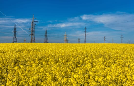 Outdoor photo of electric towers in rapeseed against blue sky