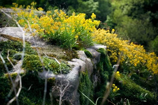 Closeup photo of yellow flowers and moss growing on cliff