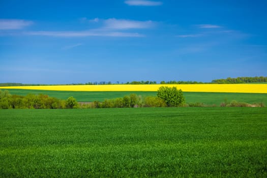 Beautiful landscape of rapeseed field at sunny day