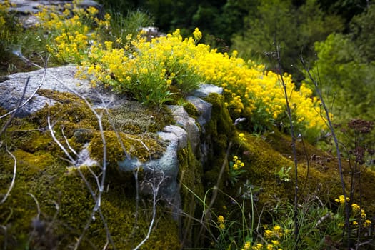 Closeup photo of rapeseed and moss growing on rocks