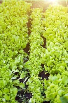 Beautiful straight rows of salad on garden bed at sunny day
