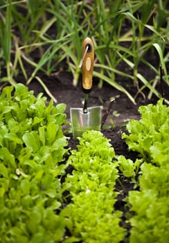 Closeup photo of salad bed with small garden shovel