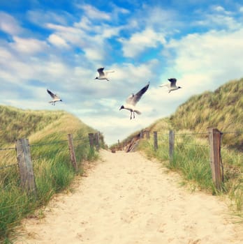 Seagulls fly over the beach entrance