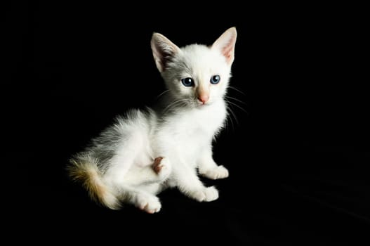White Young Baby Cat on a Black Background