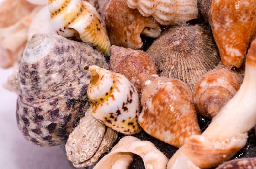 Texture Background of colored round sea shells