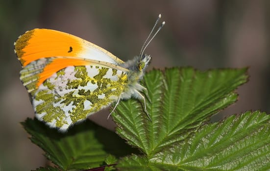 Aurora Butterfly Male Shape