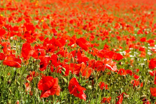 Gossip poppy,field with red flower in nature