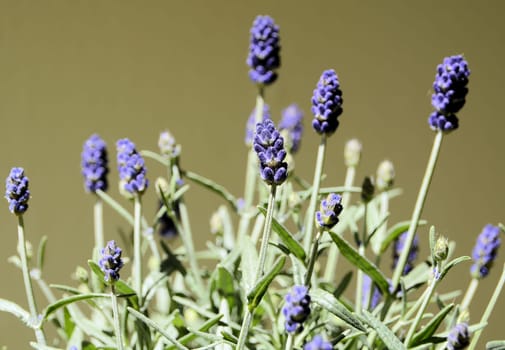 Lavender