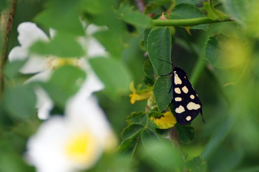 Moth butterfly in bushes