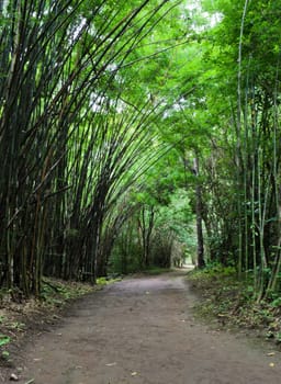 Bamboo forest