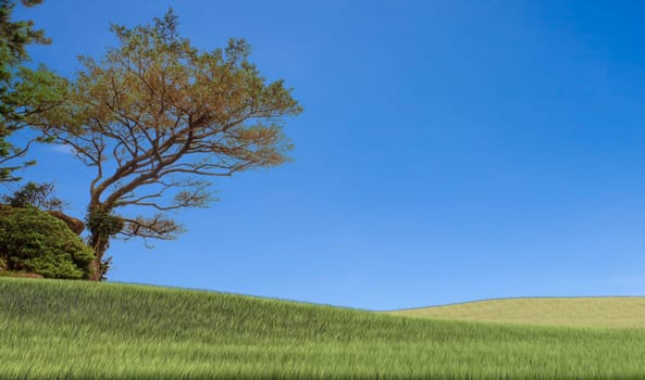 Field,tree and blue sky for adv or others purpose use