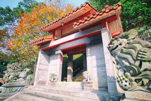 beautiful maple in the temple