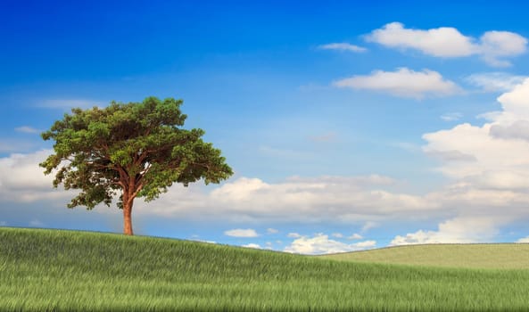 Field,tree and blue sky for adv or others purpose use