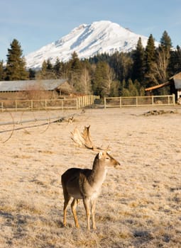 A young male Elk Buck stays close to engage with photographer