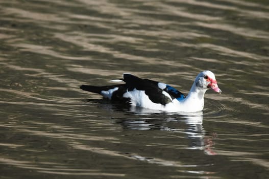 Muscovy Duck (Cairina moschata) on a Dark Black Water