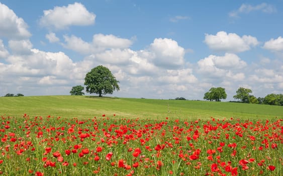 Spring meadow with gossip poppy near Munich in spring