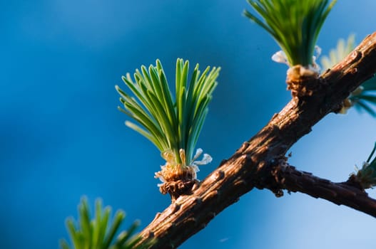 Close-up of fresh shoots of a European larch (Larix decidua) against a blue background