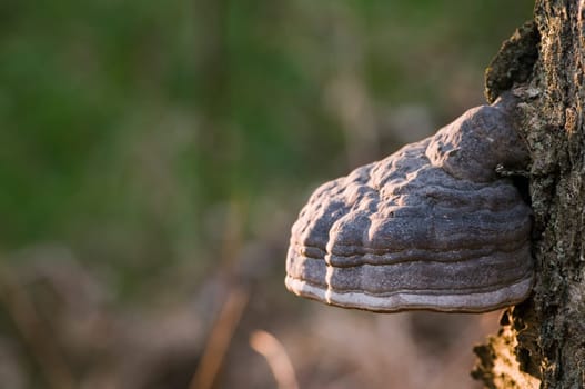 After recording of a scale sponge (Fomes fomentarius) in the evening stray light