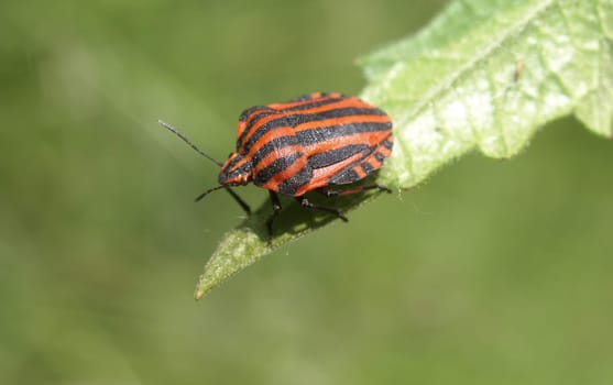 Striped bug