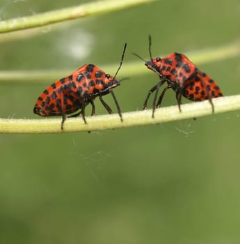 Striped bugs