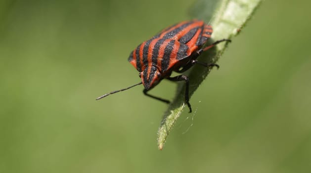 Striped bug