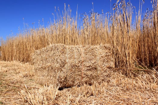 an agricultural field for an organic farming for the harvest of the reed on a bottom of blue sky