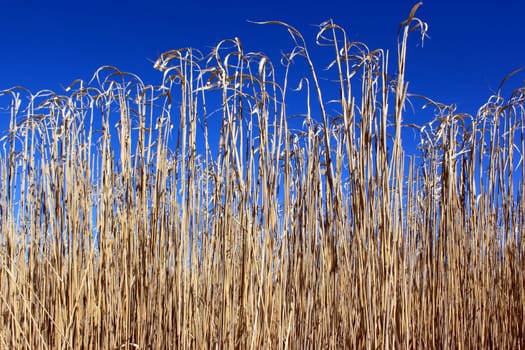 an agricultural field for an organic farming for the harvest of the reed on a bottom of blue sky