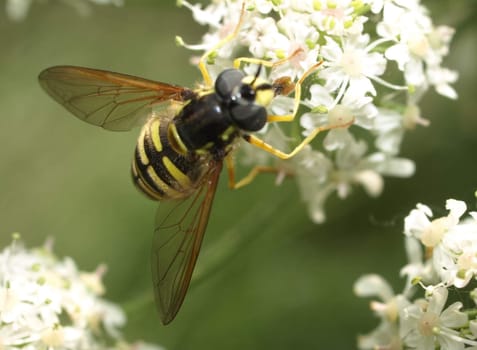 Floating fly