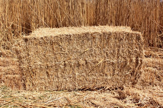 an agricultural field for an organic farming for the harvest of the reed in bundles