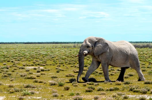 An old bull elephant walking in the plains of Etosha
