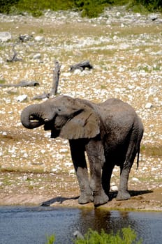 An African elephant drinking water out of a water hole in Etosha national Park in Namibia