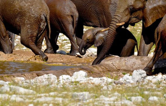 An African baby elephant drinking water at a waterhole in Etosha National Park in Namibia