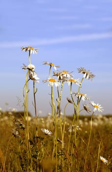 Daisies