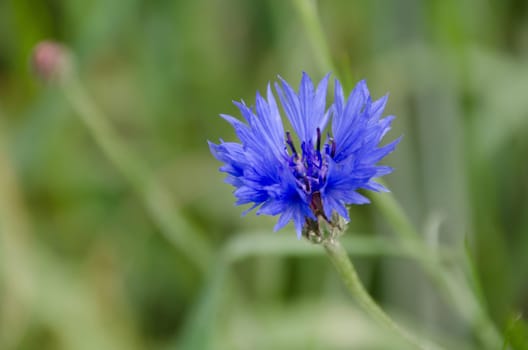 Cornflower