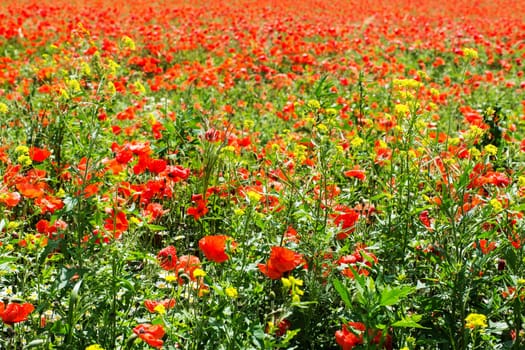 Field with gossip poppy,red flower on a meadow