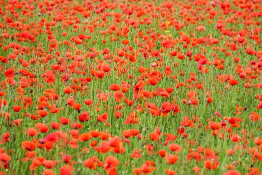 Field with gossip poppy,red flower on a meadow