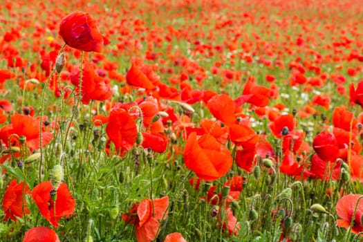 Field with gossip poppy,red flower on a meadow