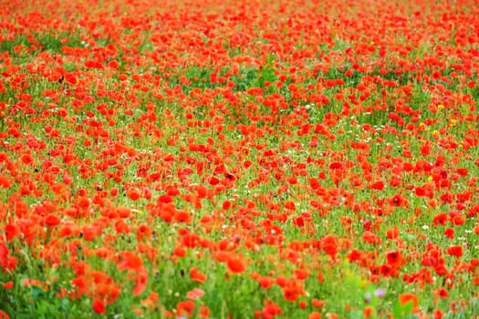 Field with gossip poppy,red flower on a meadow