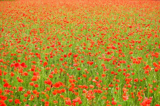 Field with gossip poppy,red flower on a meadow