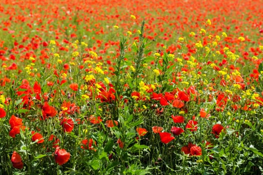 Field with gossip poppy,red flower on a meadow
