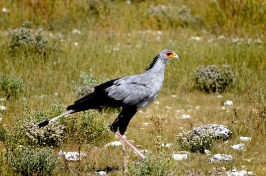The Secretary Bird (Sagittarius serpentarius) is a very large, mostly terrestrial bird of prey. Endemic to Africa, it is usually found in the open grasslands and savannah of the sub-Saharan region.