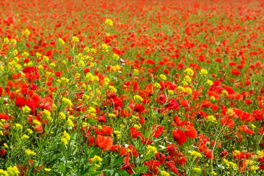 Field with gossip poppy,red flower on a meadow