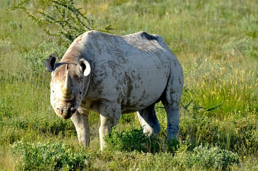 An African black rhino standing on a grass field in Etosha national park in Namibia