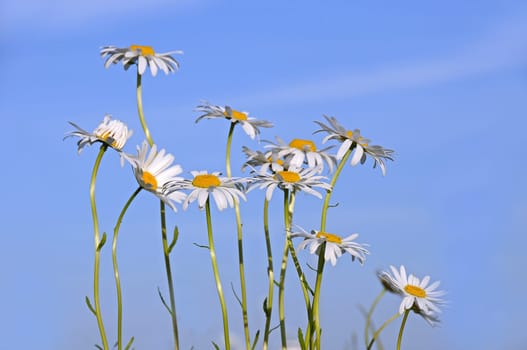 Daisies