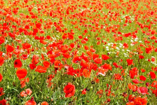Field with gossip poppy,red flower on a meadow