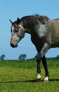 Schoenes Horse
