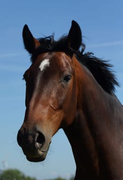 Schoenes Horse