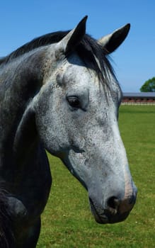 Schoenes Horse